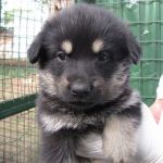 hotel-cani-e-gatti-cucciolo_1