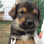 hotel-cani-e-gatti-cucciolo_2