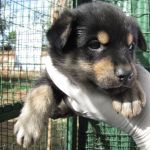 hotel-cani-e-gatti-cucciolo_4