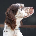 hotel-cani-e-gatti-emily_2