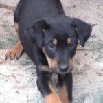 hotel-cani-e-gatti_3-cuccioli-2
