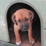 hotel-cani-e-gatti_cuccioli_1