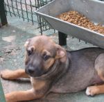 hotel-cani-e-gatti_cuccioli_2