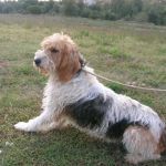 hotel_cani_e_gatti_desir_2