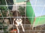 husky_artena1