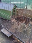 husky_artena2