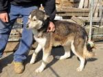 husky_artena3