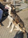 husky_artena5