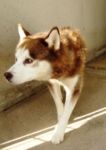 thumb_husky_rosso