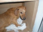 hutch2