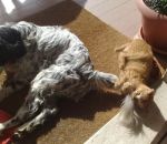 jack-col-micio