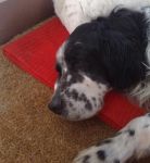 jack
