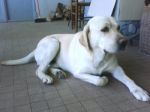 labrador_maschio2
