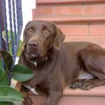 lola-e-massimiliano2