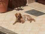 lola4