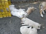 mamme_e_cuccioli_2