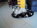 margot_adottata2