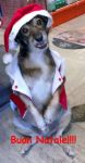 martino_natale
