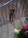 merlino3