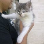 micio-cla