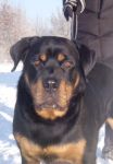 nerone2_715