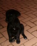 oliver_copy