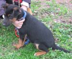 ombra_3_per_cucciolissimi