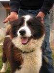 orso