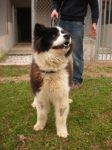 orso1