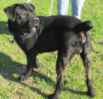 otello_2_per_cucciolissimi