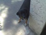 papele