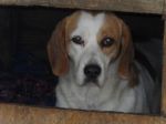 perla_beagle2