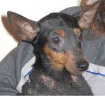 pinscher2