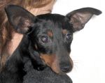 pinscher22