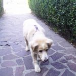 poldo_1