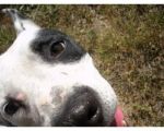 pongo_2
