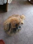 rufus2