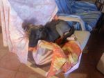sancho