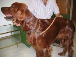 setter1