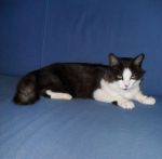 silvestro2_copy
