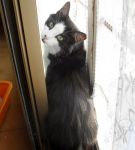 silvestro3