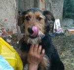 spina2