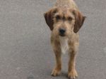 tobia