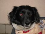 tobia2