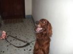 toby1