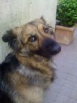 trovata_villapamphili2