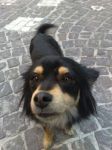 trovato_labico