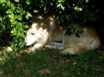 trovato_ladispoli3