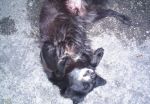 volpina_2