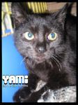 yami1_1193